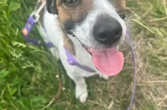 Собаки потеряшки, Красноярск, фото: Потеряшка собака, ул. Шевченко 9, Красноярск