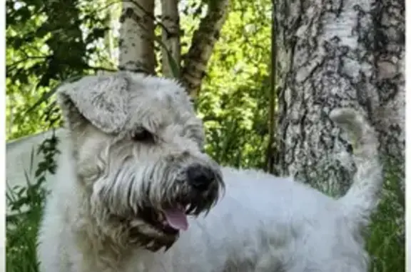 Пропала собака в Белом, Камчатка