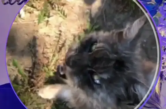 Кошка найдена: 2-й Свирский пер., 1Г, Братск - photo