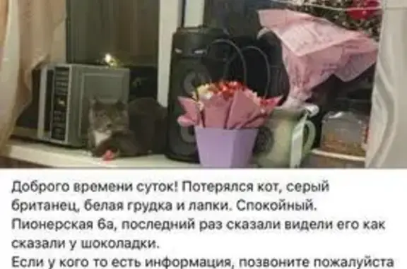 Пропала кошка, Пионерская 6А, Электроугли