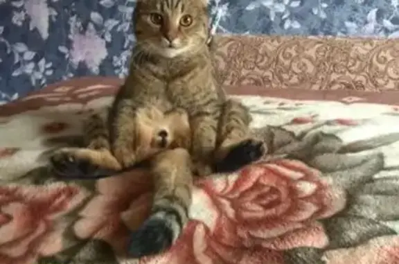 Пропала кошка, б-р Курчатова, 1, Тольятти