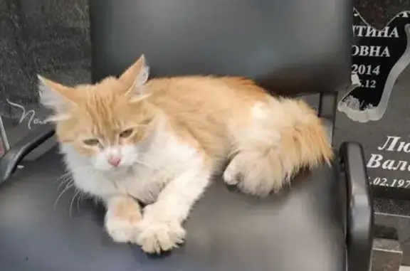Найдена кошка, Нижний Новгород, фото: Котик найден: Чкалова 7, Нижний Новгород