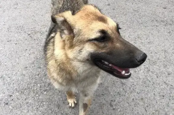 Собака ищет дом, ул. Зявкина, 32, Ростов.