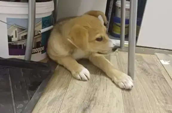 Собака найдена: Партизанская ул, 16, Омск