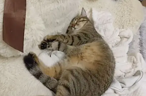 Кошки потеряшки, Пенза, фото: Потеряшка кошка, ул. Будашкина, 38, Пенза