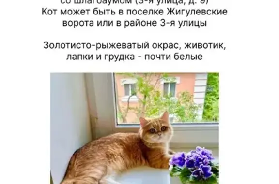 Пропала кошка, Самара, 3-я ул., 23 июня
