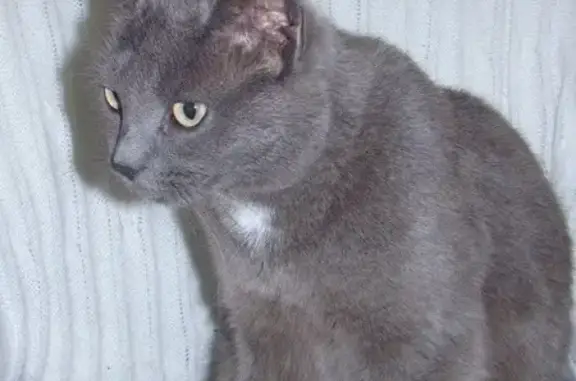 Найдена кошка, Реутов, фото: Серая кошка найдена, Юбилейный пр., Реутов