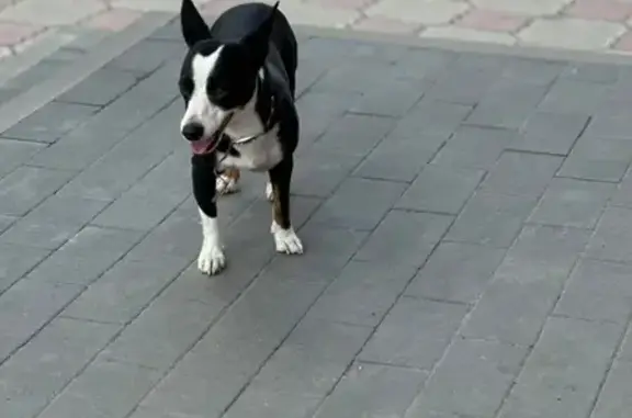 Собака у кафе, Еременко 54А, Волгоград