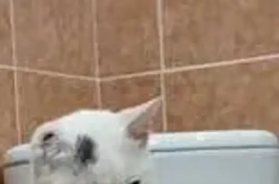 Потерянные животные Ставрополь, фото: Пропал кот, Тухачевского 27, Ставрополь