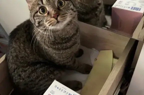 Объявления о пропавших и найденных животных, Свободный, фото: Пропала кошка, Шатковская 1, Свободный