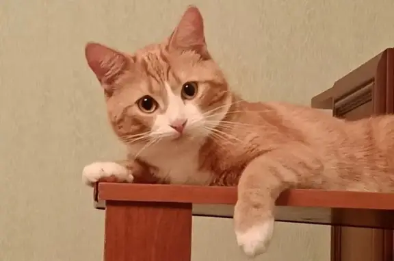 Кошки потеряшки, Петровичи, фото: Потеряшка кот, Петровичи, 61Н-789