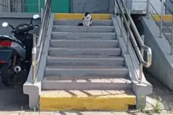 Найдена кошка, Москва, фото: Кошка найдена у подъезда на Яшина, 7