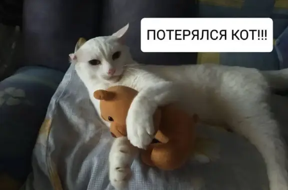 Пропала белая кошка, ул. Ленина 283/1