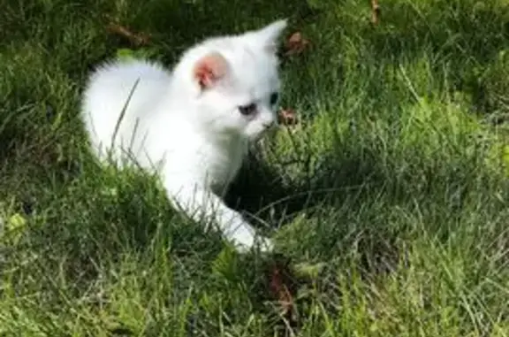 Найдена кошка, Ессентуки, фото: Котёнок найден на Вокзальная/Боргустанская