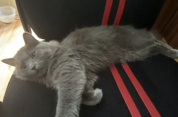 Кошка найдена: Парковый пер., 41/4, Екб