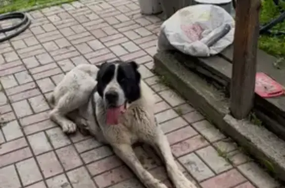 Найдена собака, , фото: Алабай найден на Нагорной улице, Слизнево