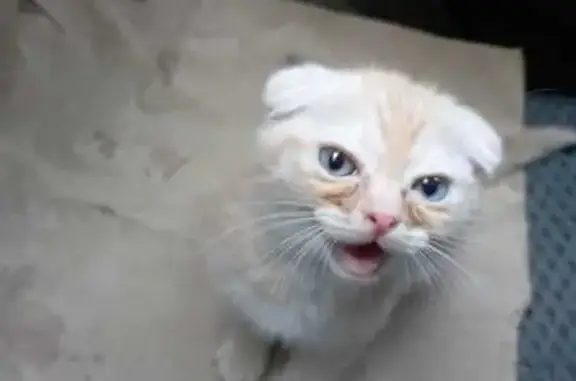 Найдена кошка, , фото: Котенок найден: переулок Кирова, Армавир