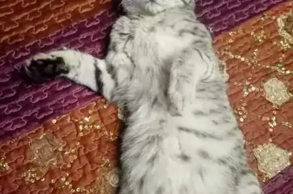 Кошки потеряшки, Петровск-Забайкальский, фото: Потеряшка кошка, Забайкальская ул., Петровск