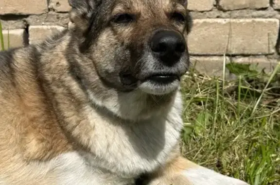 Найдена собака, , фото: Собака без лапы найдена: Дорожный, 17