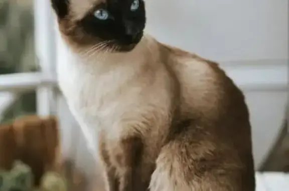 Пропала ласковая сиамская кошка, Куйбышева 42