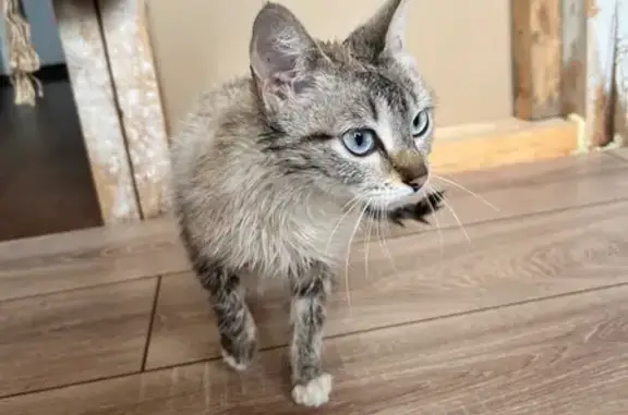 Найденные животные Ая, фото: Найдена кошка, Ая, Алтайский край