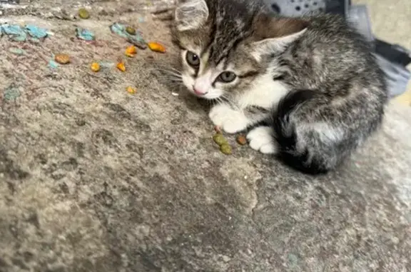 Найдена кошка, Раевская, фото: Кошка найдена: Нижняя ул., 57А, Раевская
