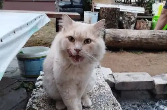 Найдена кошка, Ставрополь, фото: Найдена кошка, Ставрополь, Соц. ул. 28/2