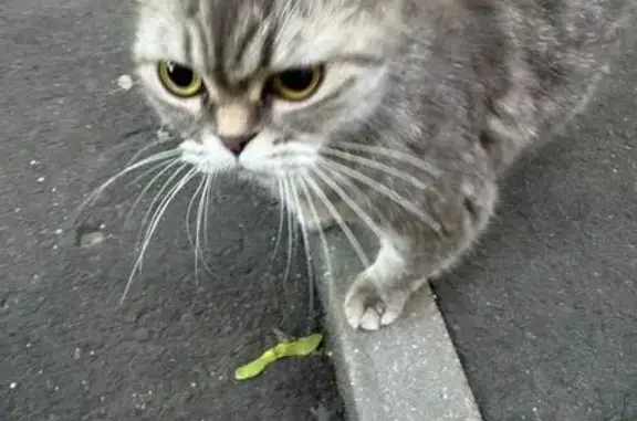 Найдена кошка, Москва, фото: Кошка найдена в Стрельбищенском переулке