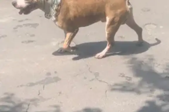 Найден рыжий кобель, Новая Бочаровская 55