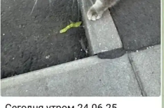 Найдена кошка, Москва, фото: Кошка найдена: Стрельбищенский пер., 9А