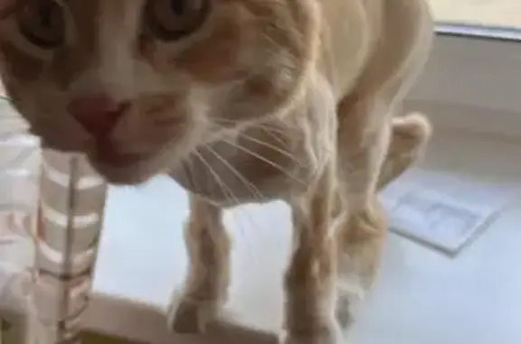 Найдена кошка, Владивосток, фото: Кошка найдена: Яблоневая 30, Владивосток