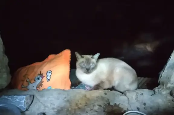 Сиамская кошка найдена, ул. Борьбы 12А