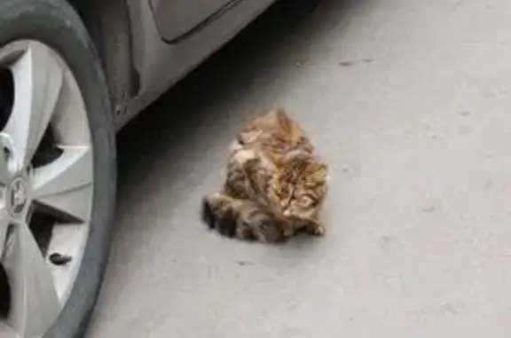 Трёхцветная кошка найдена на Литовском 