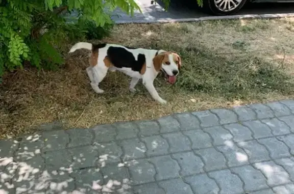 Собака найдена: ул. Очаковцев, 21, Севастополь