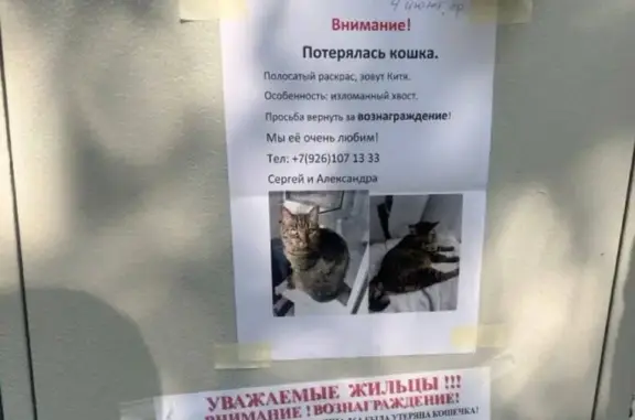 Пропала кошка, ул. Талалихина 31А/2
