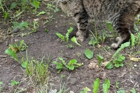 Найдена кошка, Москва, фото: Кошка найдена на ул. Генерала Глаголева