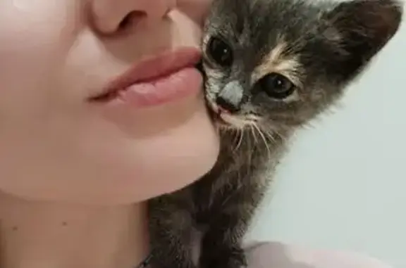 Кошки потеряшки, Чебоксары, фото: Потеряшка кошка Юна, ул. Эльгера, 10