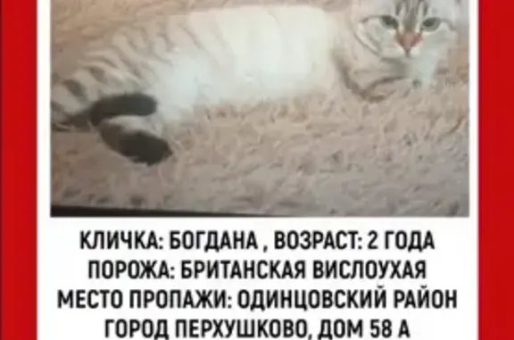 Пропала кошка, МО, вислоухая девочка