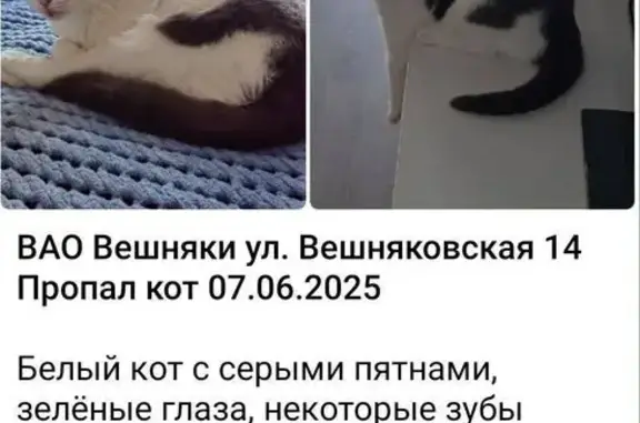 Пропала кошка, Вешняковская 14 к2