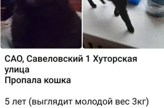 Пропала кошка, 1-я Хуторская, Москва