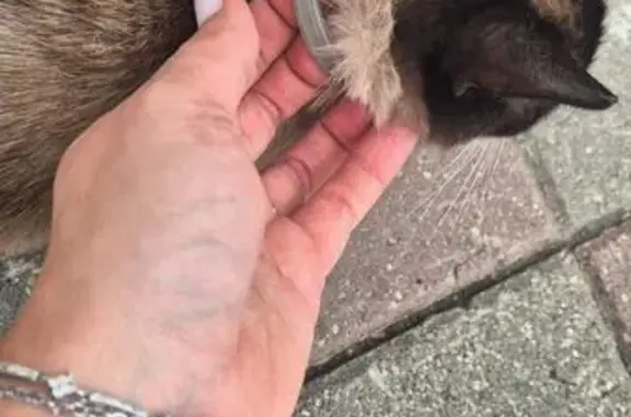 Найдена кошка, Ярославль, фото: Сиамская кошка найдена на Октябрьской, 29