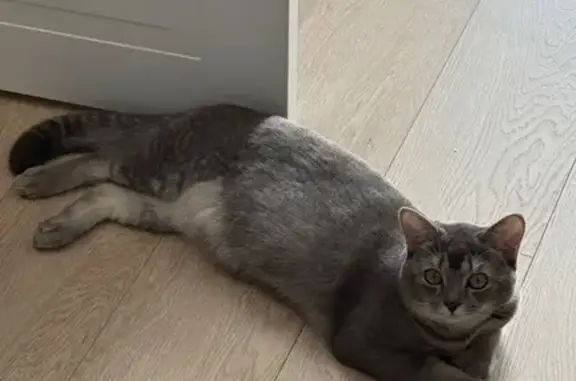 Найдена кошка, Москва, фото: Кошка найдена, Вернадского, вл41, Москва