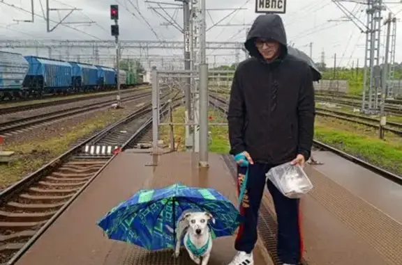 Собаки потеряшки, , фото: Потеряшка собака, 2-я Завокзальная, 12, Тверь