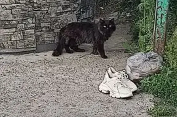 Кошка найдена: Дальне-Ключевская 16А