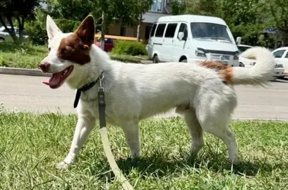 Собака найдена на трассе 52К-1, Камышино