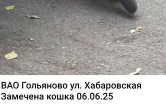 Серая кошка найдена на Хабаровская, 9