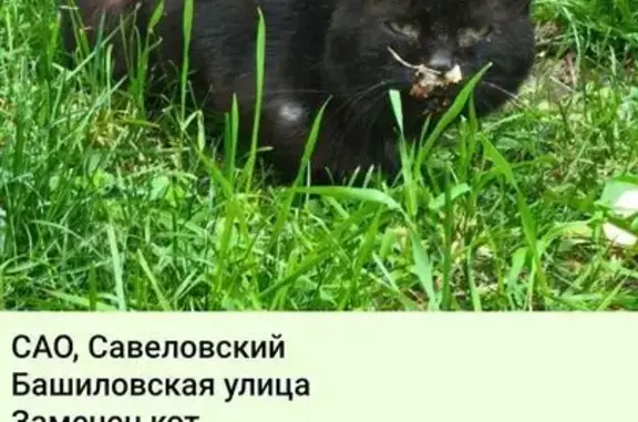 Больной кот найден на Полтавской, Москва