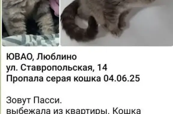 Пропала серая кошка, Ставропольская 14