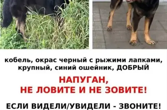 Собаки потеряшки, Москва, фото: Потеряшка собака у стадиона Спартак, Волоколамское ш., 69