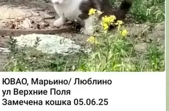 Найдена кошка, Москва, фото: Кошка найдена: Верхние Поля, Москва